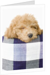 Dog sleeping by Anonymous