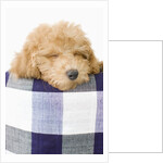 Dog sleeping by Anonymous