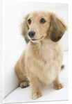 Dog by Anonymous