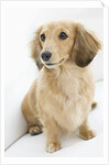 Dog by Anonymous