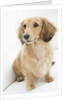 Dog by Anonymous