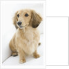 Dog by Anonymous