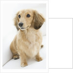 Dog by Anonymous