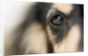 Dog by Anonymous