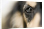 Dog by Anonymous