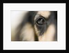 Dog by Anonymous