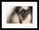 Dog by Anonymous