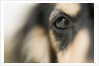 Dog by Anonymous