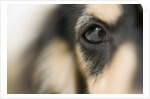Dog by Anonymous