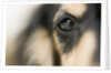 Dog by Anonymous