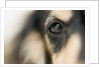 Dog by Anonymous