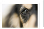 Dog by Anonymous