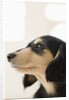 Dog by Anonymous