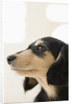 Dog by Anonymous