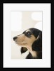 Dog by Anonymous