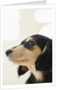 Dog by Anonymous