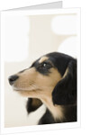 Dog by Anonymous