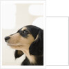 Dog by Anonymous