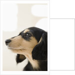Dog by Anonymous