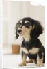 Dog by Anonymous