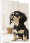 Dog by Anonymous