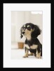 Dog by Anonymous