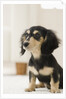 Dog by Anonymous