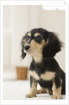 Dog by Anonymous
