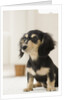 Dog by Anonymous