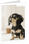 Dog by Anonymous