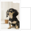 Dog by Anonymous