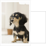 Dog by Anonymous
