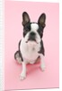 Dog by Anonymous