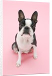 Dog by Anonymous