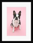 Dog by Anonymous