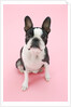 Dog by Anonymous