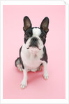 Dog by Anonymous