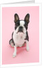 Dog by Anonymous