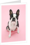 Dog by Anonymous