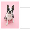 Dog by Anonymous