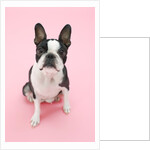 Dog by Anonymous