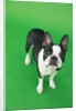 Dog by Anonymous
