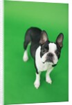 Dog by Anonymous