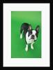Dog by Anonymous