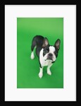 Dog by Anonymous