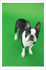 Dog by Anonymous