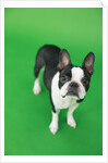 Dog by Anonymous