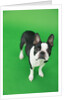Dog by Anonymous