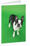 Dog by Anonymous