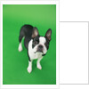 Dog by Anonymous